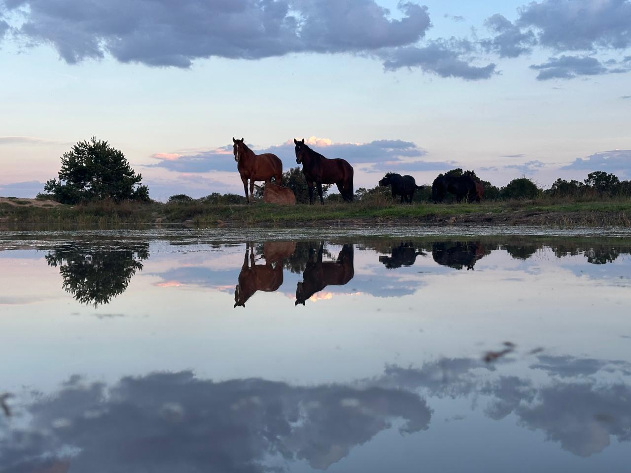 Galería del evento A Través del Ojo del Caballo
